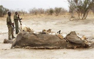 Illustration for article titled Poachers use cyanide to massacre over 300 elephants in Zimbabwe